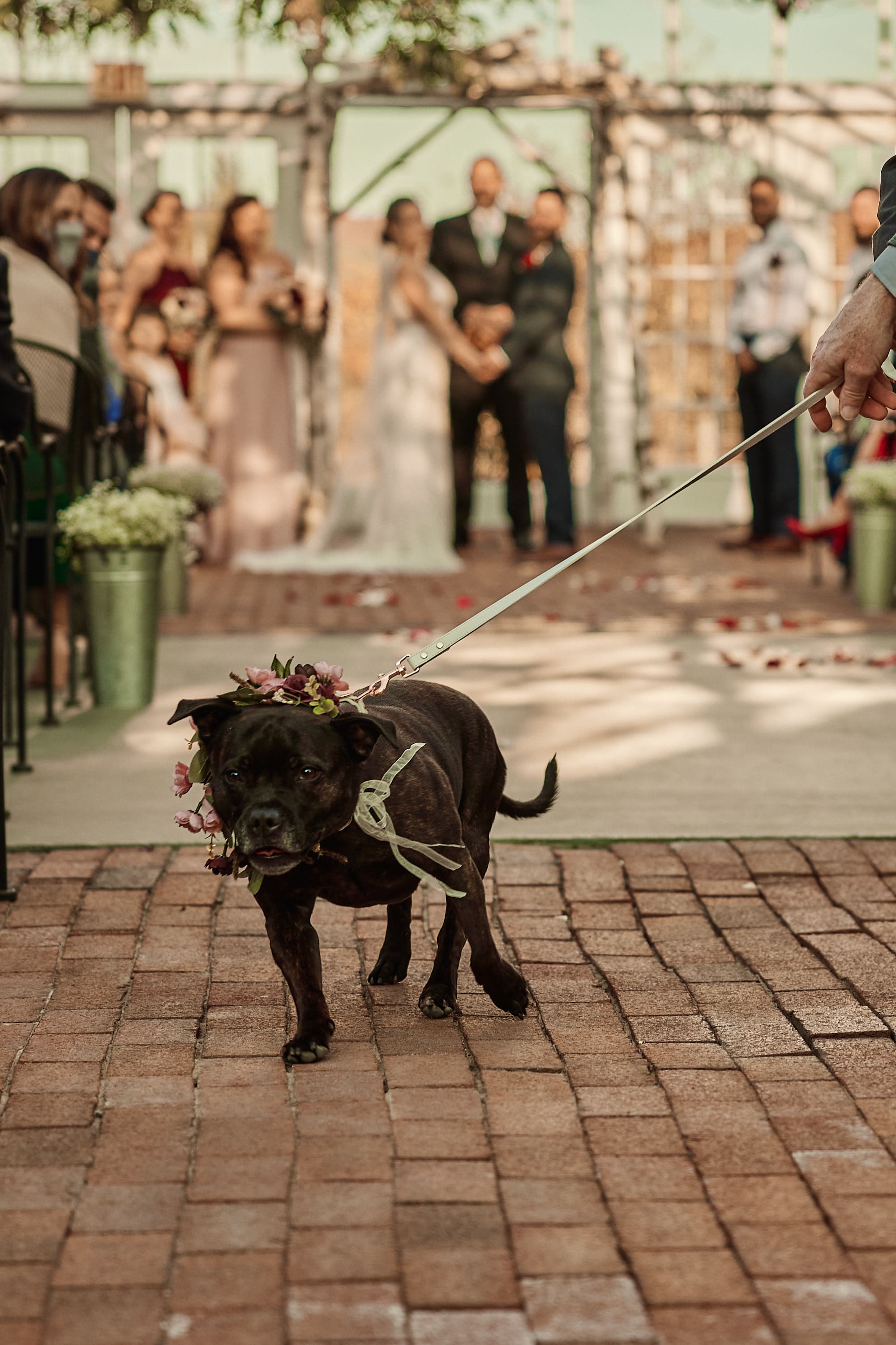 Candid documentary photo of a dog at a wedding ceremony
